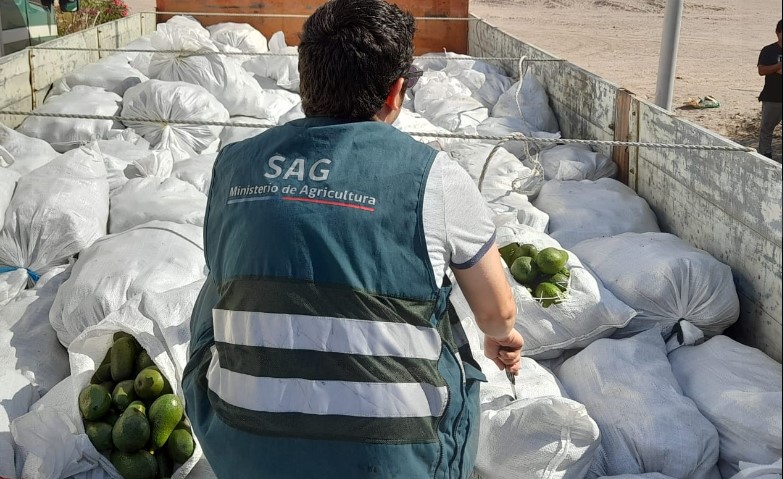 SAG liquidó negocio del siglo: Interceptó 16 mil kilos de paltas del Perú