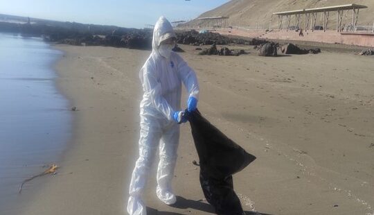 La fiebre Aviar sigue siendo letal con la fauna costera de Arica