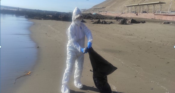 La fiebre Aviar sigue siendo letal con la fauna costera de Arica