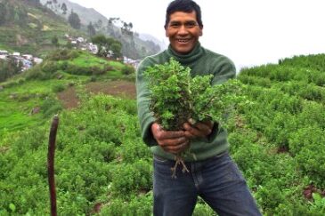 Continúa en alza empleo de pueblos originarios en la región