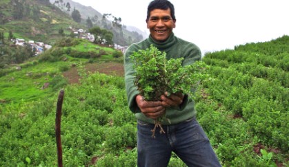 Continúa en alza empleo de pueblos originarios en la región