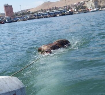 Probable cierre de acceso a todas las playas por masiva mortandad de lobos marinos