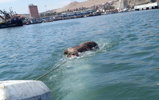 Probable cierre de acceso a todas las playas por masiva mortandad de lobos marinos