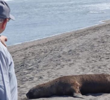 Arica lidera a nivel nacional muerte de la fauna costera por gripe aviar
