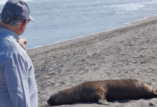 Arica lidera a nivel nacional muerte de la fauna costera por gripe aviar