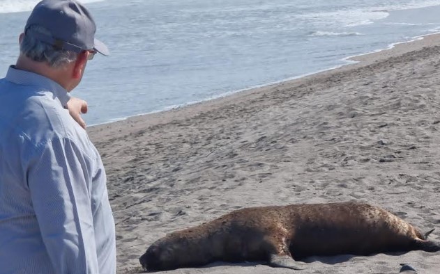 Arica lidera a nivel nacional muerte de la fauna costera por gripe aviar