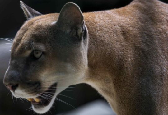 Ingresó a Arica puma andino de 2 metros y 50 kilos con collar de rastreo que fue capturado en Tacna