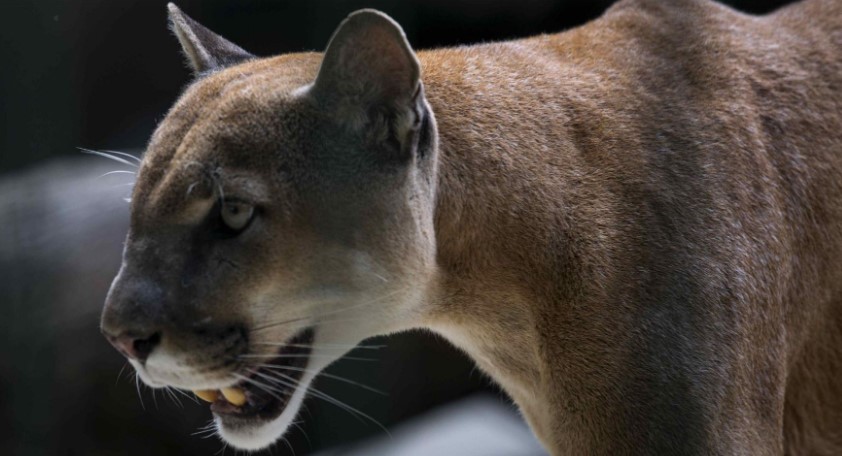 Ingresó a Arica puma andino de 2 metros y 50 kilos con collar de rastreo que fue capturado en Tacna