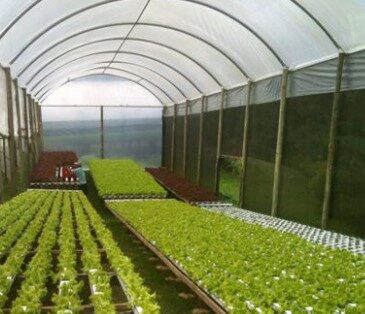 Arica y Parinacota hacia el liderazgo nacional en agricultura de desierto