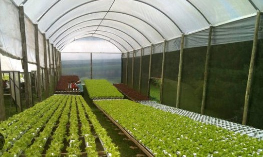 Arica y Parinacota hacia el liderazgo nacional en agricultura de desierto