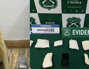 Perro detector de drogas “Grisy” fue la perdición para burrero en control de Cuya