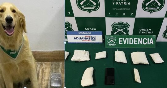 Perro detector de drogas “Grisy” fue la perdición para burrero en control de Cuya