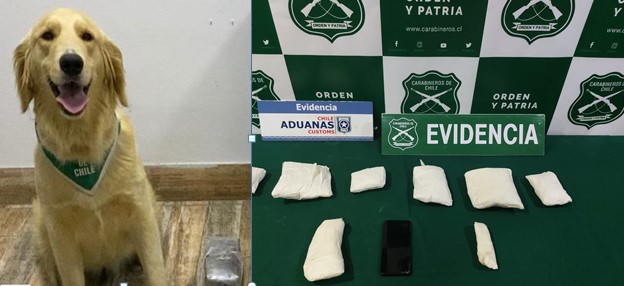 Perro detector de drogas “Grisy” fue la perdición para burrero en control de Cuya