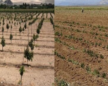 Tacna en estado de emergencia por preocupante déficit hídrico