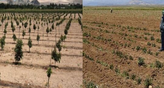 Tacna en estado de emergencia por preocupante déficit hídrico