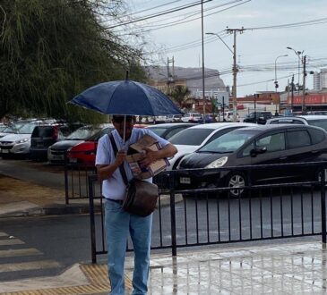 Ariqueño protege de la llovizna a golondrina de mar negra