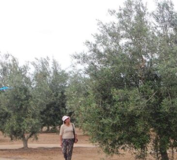 Olivareras de la Yarada en Tacna están en crisis total por Fenómeno del Niño