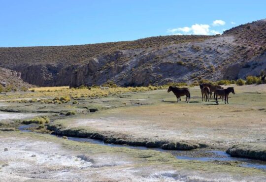 La UNAP inició segunda etapa del Proyecto Desarrollo Agroalimentario Sustentable en el Desierto