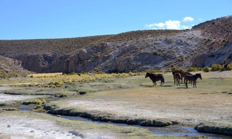 La UNAP inició segunda etapa del Proyecto Desarrollo Agroalimentario Sustentable en el Desierto