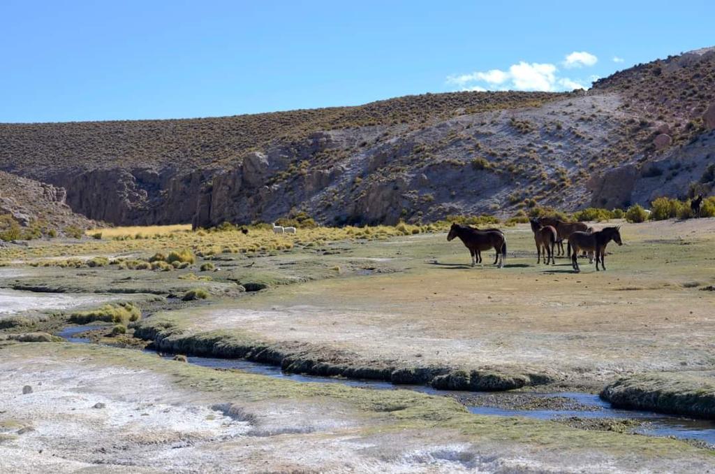 La UNAP inició segunda etapa del Proyecto Desarrollo Agroalimentario Sustentable en el Desierto