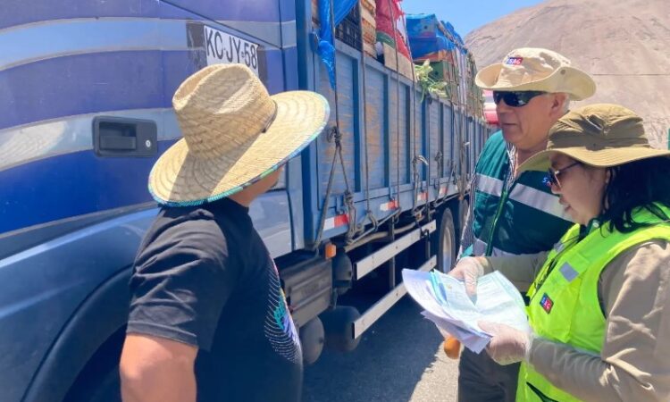 Prohibición total de salida de fruta fresca de Arica por plaga Ceratitis Capitata