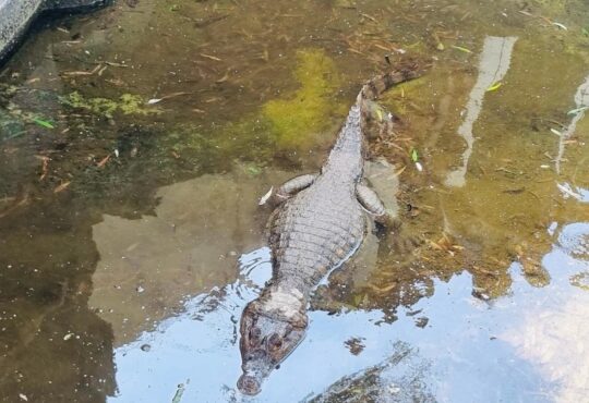 Detenido en Azapa dueño de yacaré por darle una mala vida al animal exótico