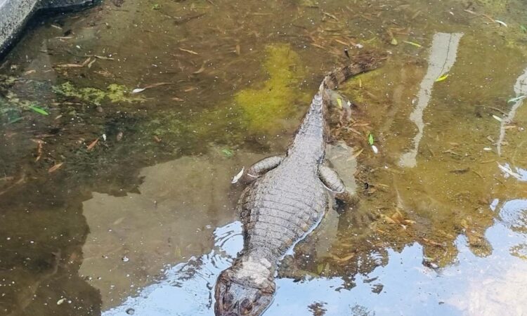 Detenido en Azapa dueño de yacaré por darle una mala vida al animal exótico