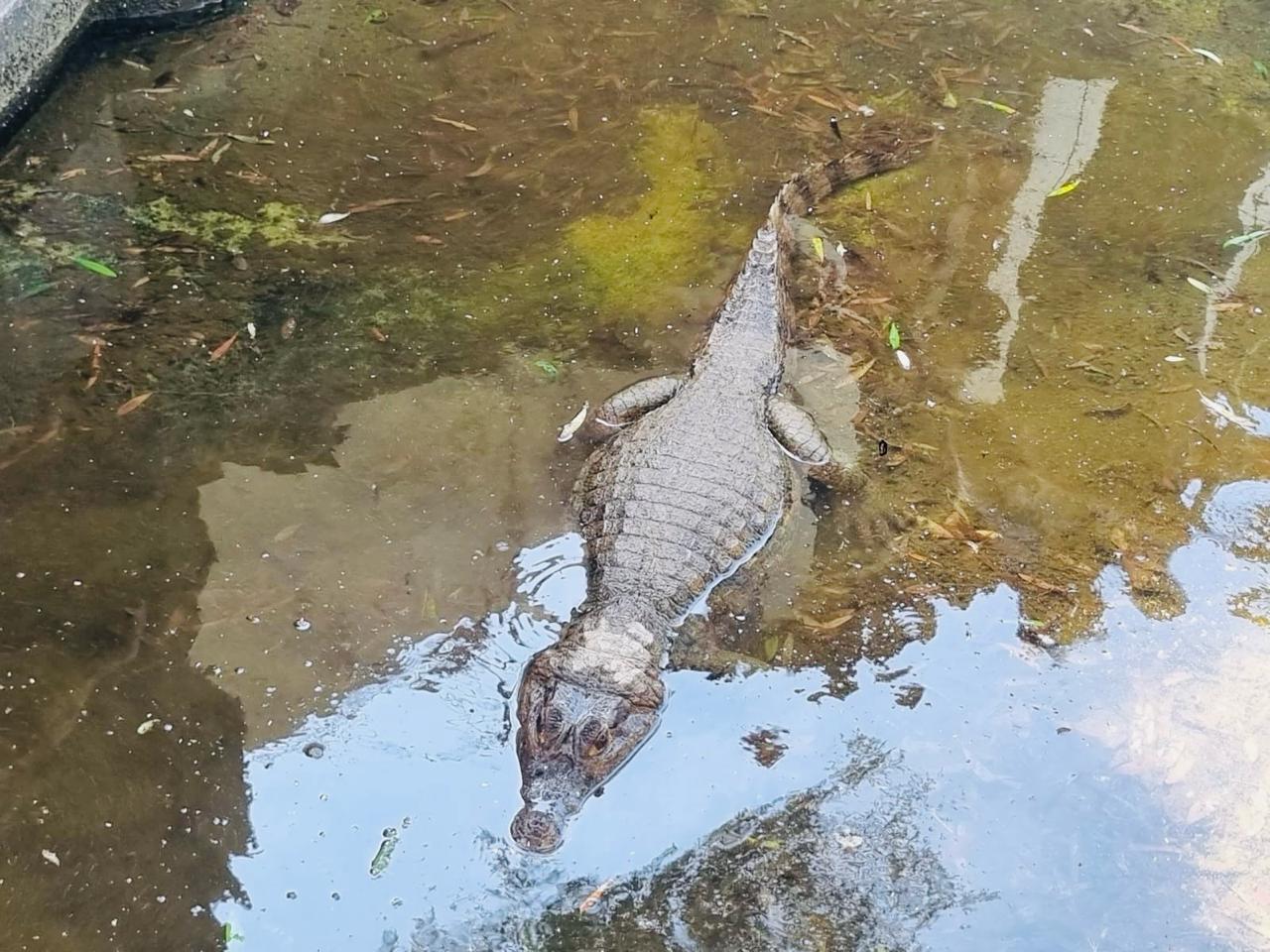 Detenido en Azapa dueño de yacaré por darle una mala vida al animal exótico