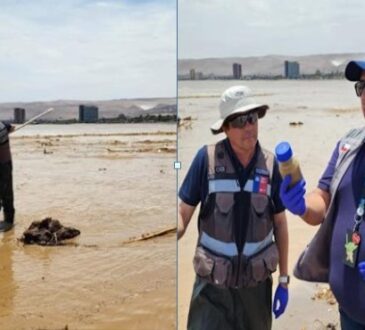 Seremi decretó cierre de playa Chinchorro: Prohibidos baños y actividades recreacionales