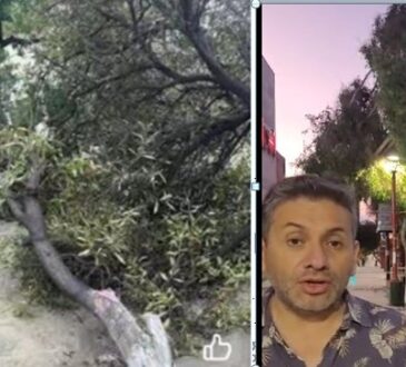 Sorpresivo ventarrón derribó árboles en el centro de Arica