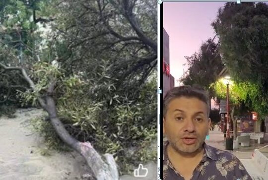 Sorpresivo ventarrón derribó árboles en el centro de Arica