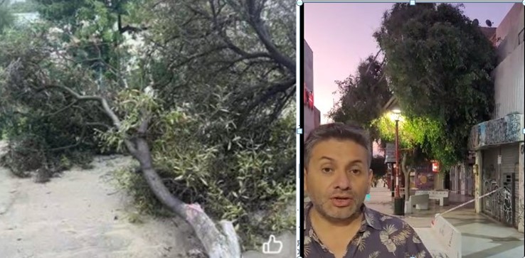 Sorpresivo ventarrón derribó árboles en el centro de Arica