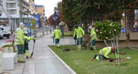 Concejo Municipal rechazó trato directo para mantener áreas verdes en Arica