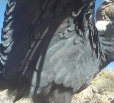 Inédito registro de apareamiento de cóndores en Reserva Las Vicuñas