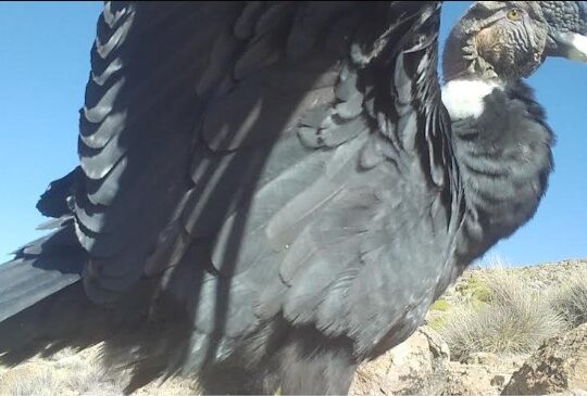 Inédito registro de apareamiento de cóndores en Reserva Las Vicuñas