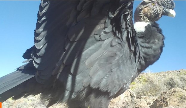 Inédito registro de apareamiento de cóndores en Reserva Las Vicuñas