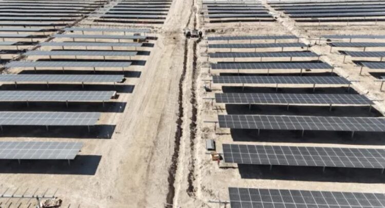 Paralizan proyecto fotovoltaico en Arica para proteger a Golondrina de Mar