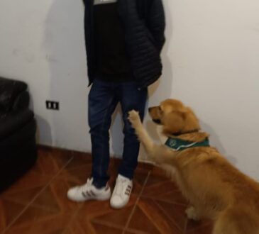 El olfato infalible de Grisy permitió al OS7 capturar a pareja de narcos en Cuya