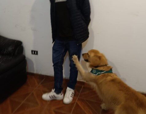 El olfato infalible de Grisy permitió al OS7 capturar a pareja de narcos en Cuya