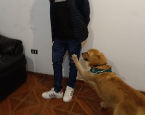 El olfato infalible de Grisy permitió al OS7 capturar a pareja de narcos en Cuya