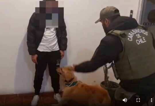 Olfato infalible del perro “Grisy” de OS 7 permitió captura de narcos en control de Cuya