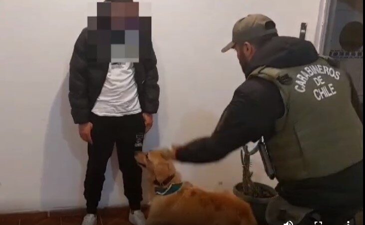 Olfato infalible del perro “Grisy” de OS 7 permitió captura de narcos en control de Cuya
