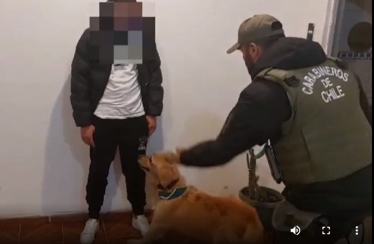 Olfato infalible del perro “Grisy” de OS 7 permitió captura de narcos en control de Cuya