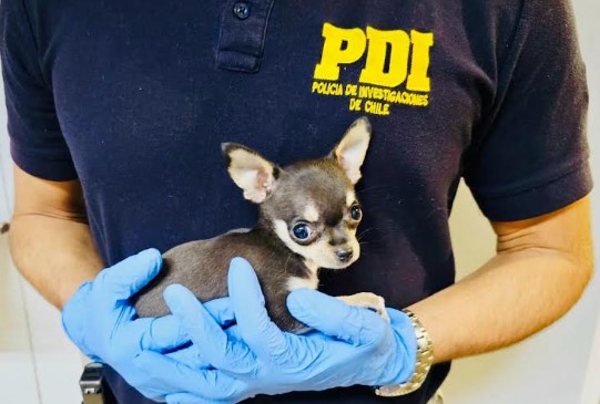 La detuvieron en la frontera de Arica por maltrato a un chihuahua de cuatro meses
