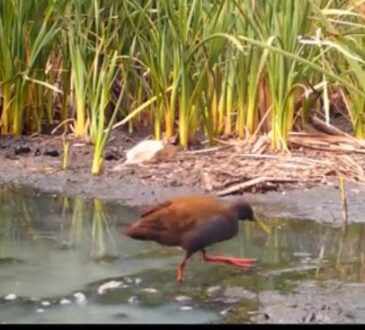 Encuentro internacional para fortalecer la gestión de humedales costeros