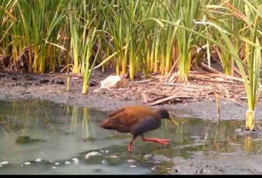 Encuentro internacional para fortalecer la gestión de humedales costeros