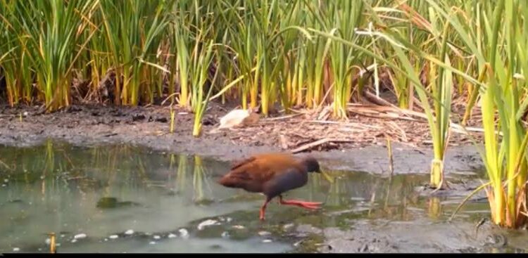 Encuentro internacional para fortalecer la gestión de humedales costeros