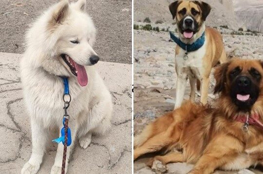 Este domingo en la cancha 3 del Carlos Dittborn habrá Concurso Canino con inscripción gratuita