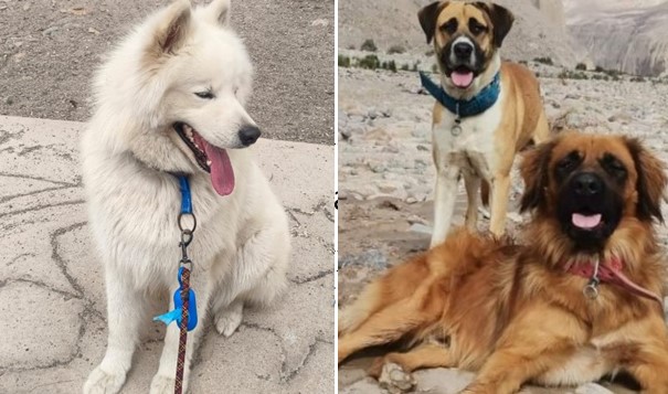 Este domingo en la cancha 3 del Carlos Dittborn habrá Concurso Canino con inscripción gratuita