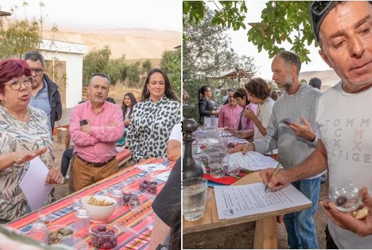 Día Mundial del Olivo en Azapa: Desafío para mantener el legado histórico de la aceituna